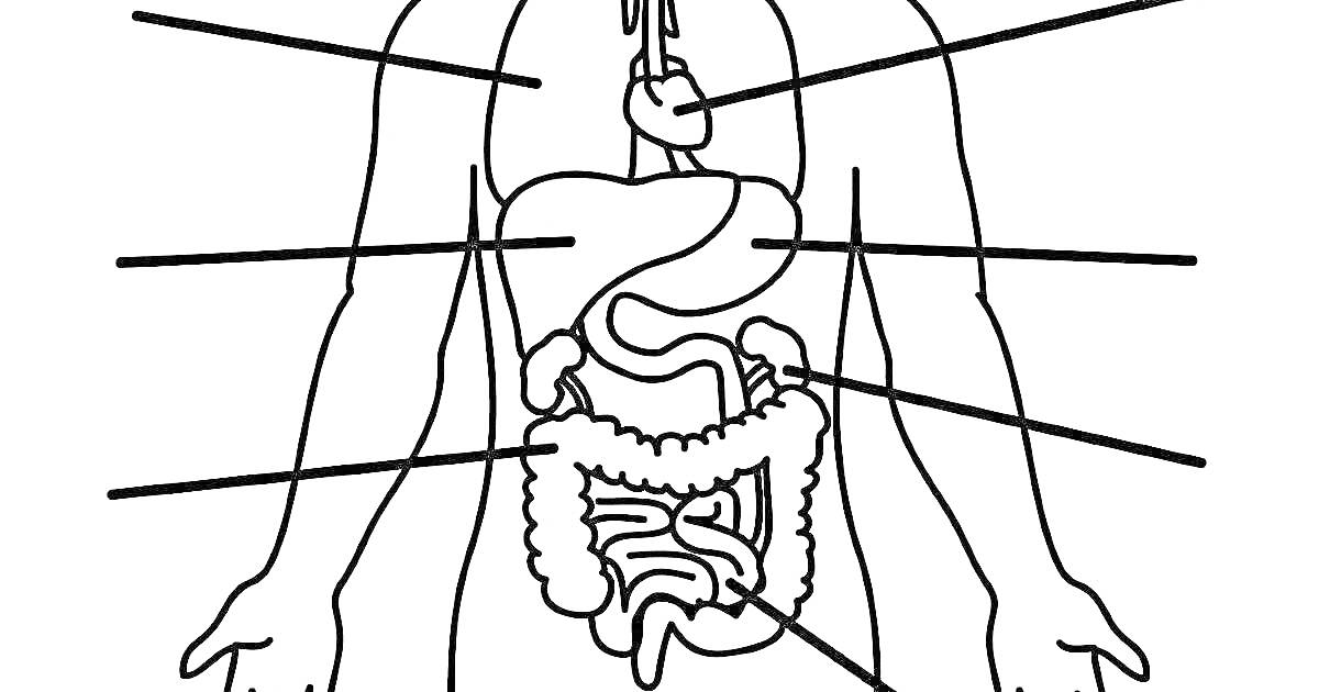 Раскраска Внутренние органы человека - сердце, легкие, желудок, кишечник, печень, селезенка