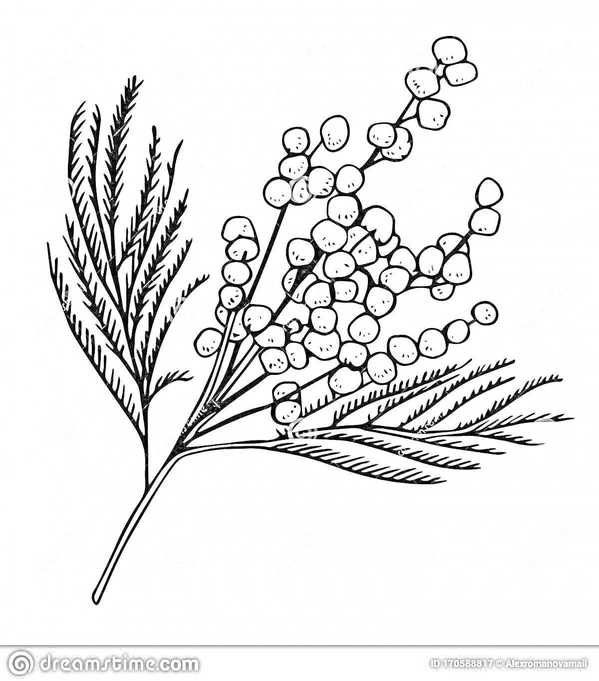 Раскраска раскраска ветка мимозы с цветами и листьями