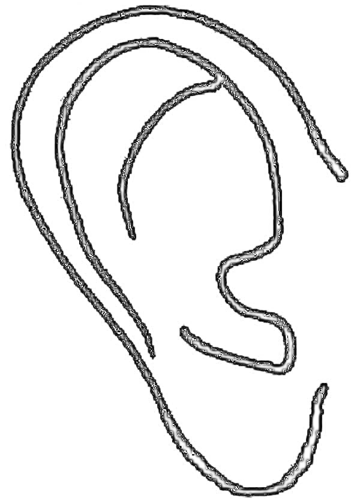 Раскраска Ухо, контур человеческого уха