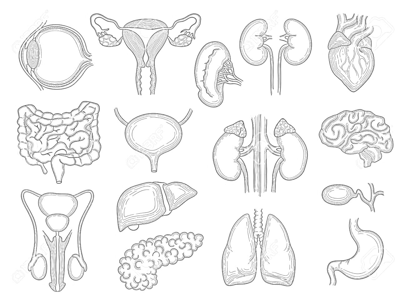 Раскраска Внутренние органы человека — глаз, матка, прямая кишка, сердце, кишечник, мочевой пузырь, почки, головной мозг, половой член, печень, поджелудочная железа, легкие, желудок, сперматозоид