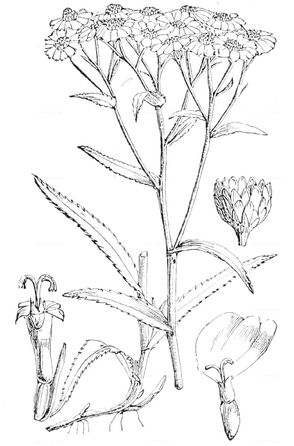 Раскраска Тысячелистник с цветами, листьями, бутоном и деталями цветка