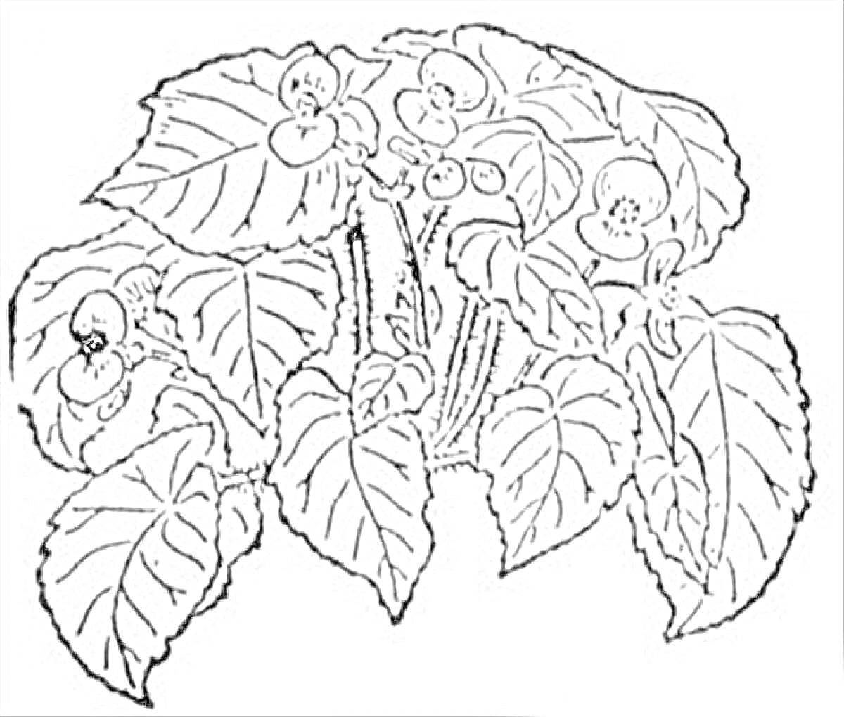 Раскраска Раскраска с изображением бегонии, включающая листья и цветы