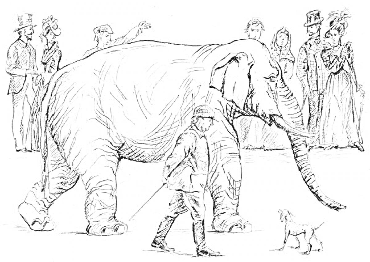 Раскраска Слон среди людей в шляпах, мужчина с палкой, маленькая собака