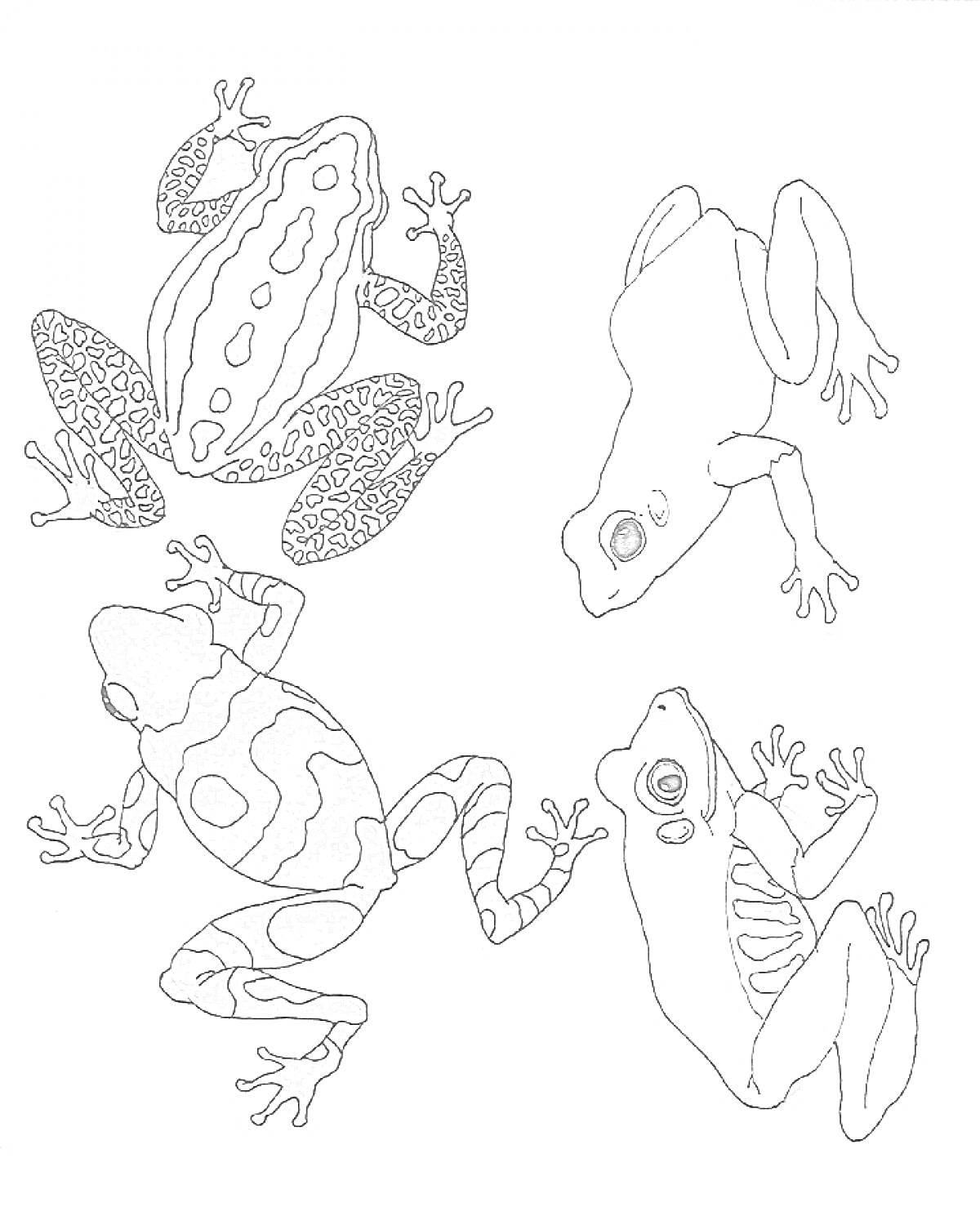 Четыре лягушки с разным узором на теле