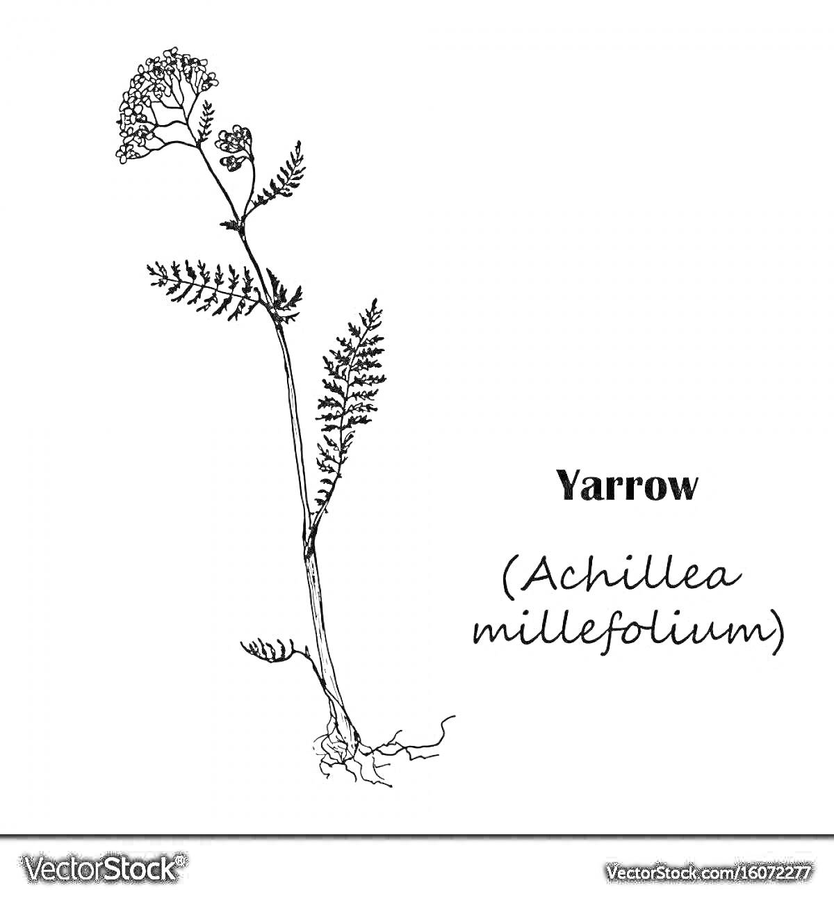 Раскраска Тысячелистник (Achillea millefolium), растение с корнем, стеблем и соцветиями