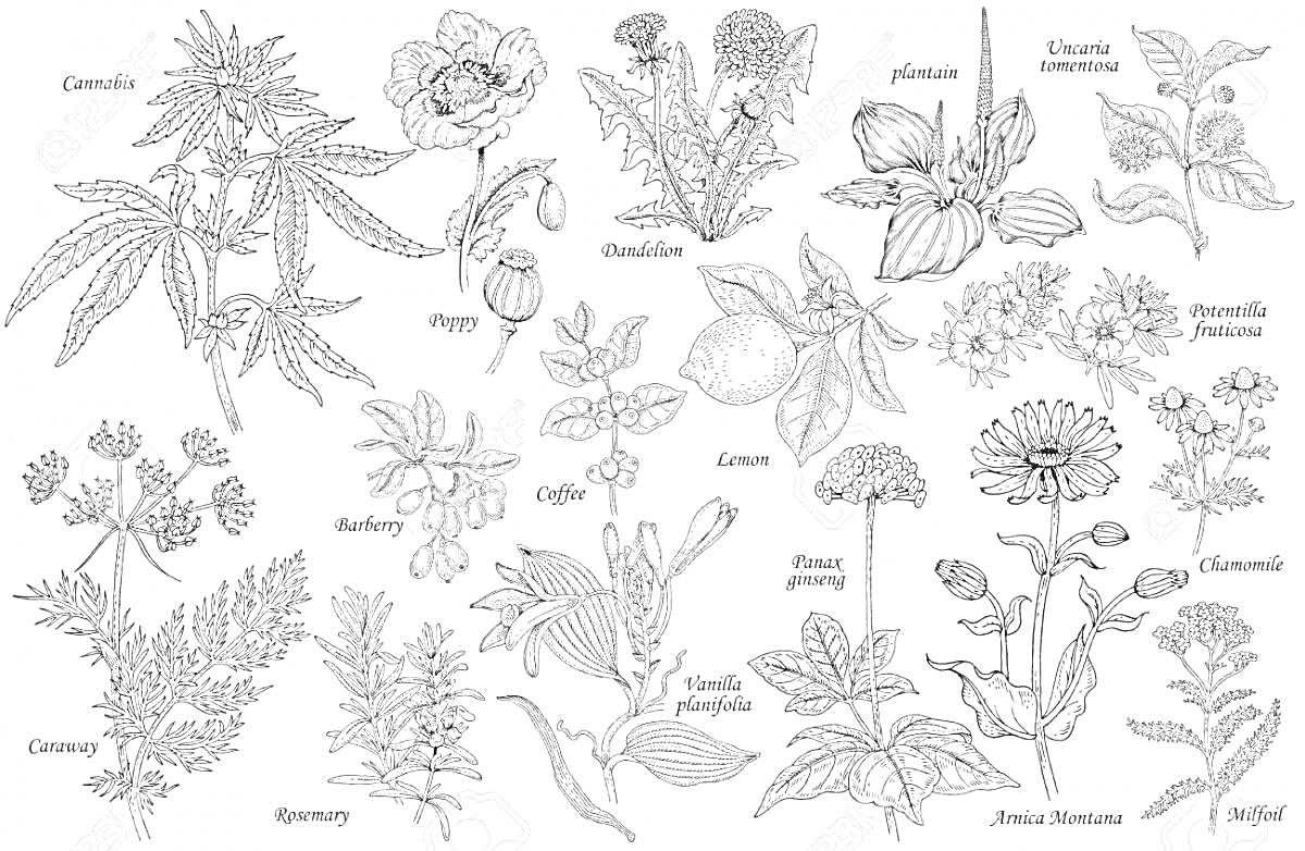 Раскраска 1. Cannabis: изображены листья и соцветия. 2. Poppy: изображены цветки и семенные коробочки. 3. Chamomile: изображены цветы с белыми лепестками и желтыми центрами. 4. Pelargorium: изображены цветки и листья. 5. Clove: изображены бутоны и листья. 6. Hawtho