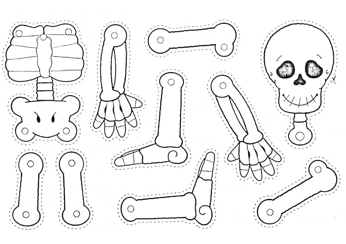 Раскраска Скелет с раздельными деталями: голова, руки, ноги, туловище