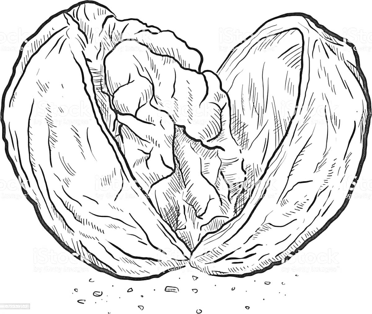 Раскраска Расколотый грецкий орех с ядром и скорлупой