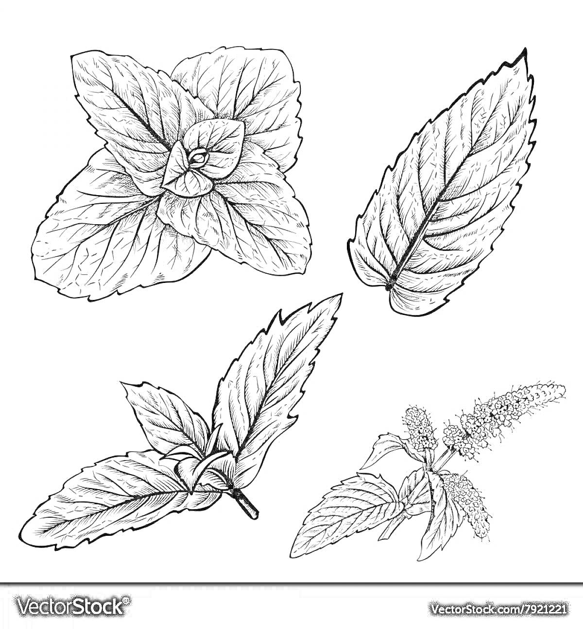 На раскраске изображено: Мята, Ботаника