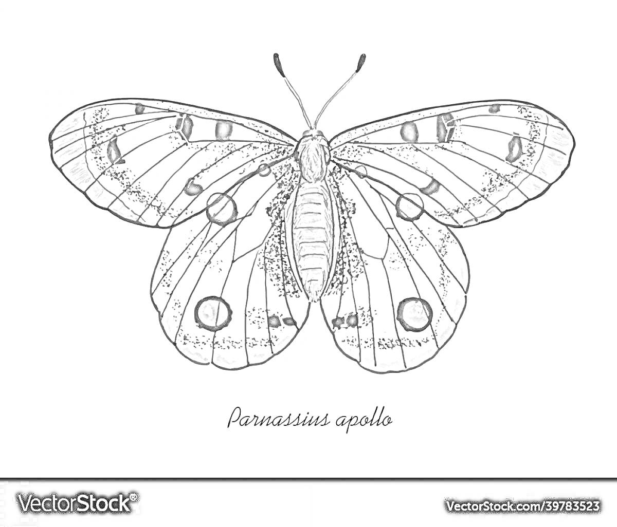 Раскраска Бабочка аполлон (Parnassius apollo) с красными и черными пятнами на крыльях