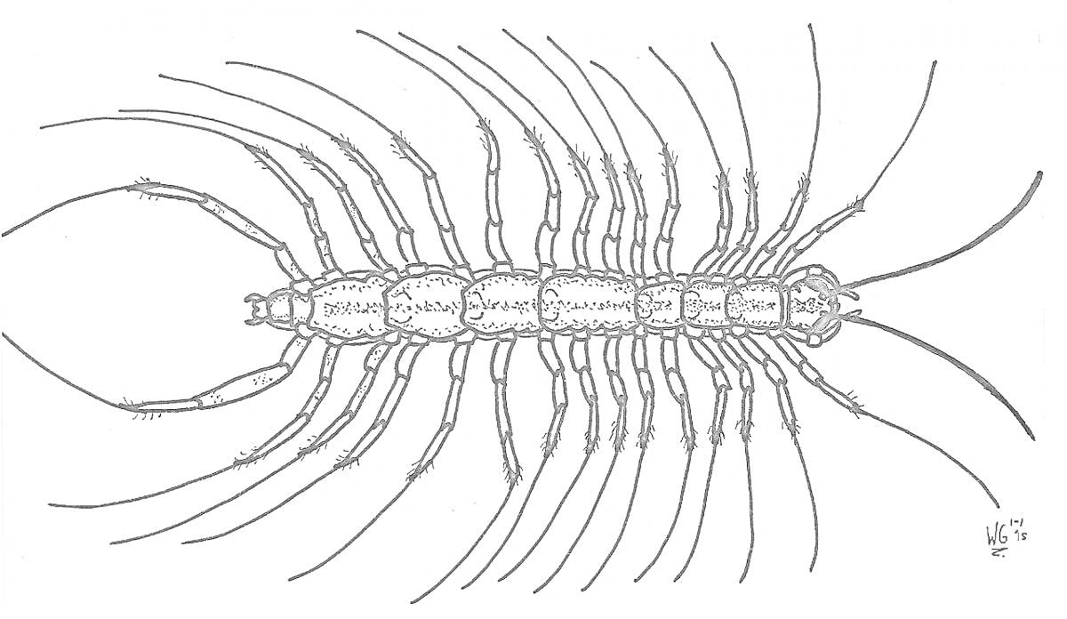 Сороконожка с множеством ног и усиков, нарисованная в деталях и изогнутом положении