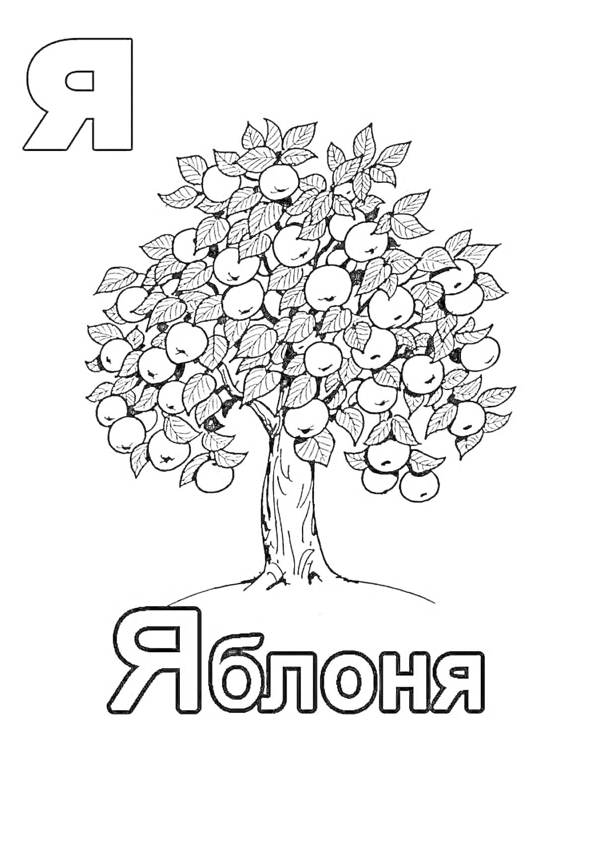 На раскраске изображено: Яблоня, Листья, Природа, Растения