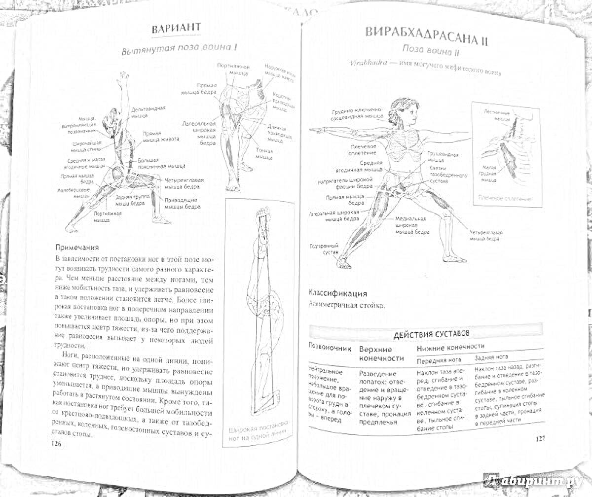 РаскраскаВыпад вперед и Вирабхадрасана II (описание, анатомия этой позы, действия суставов)