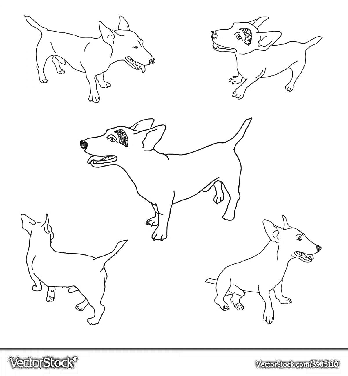 Раскраска Пять собак породы джек-рассел-терьер в разных позах (стоящие и бегущие)
