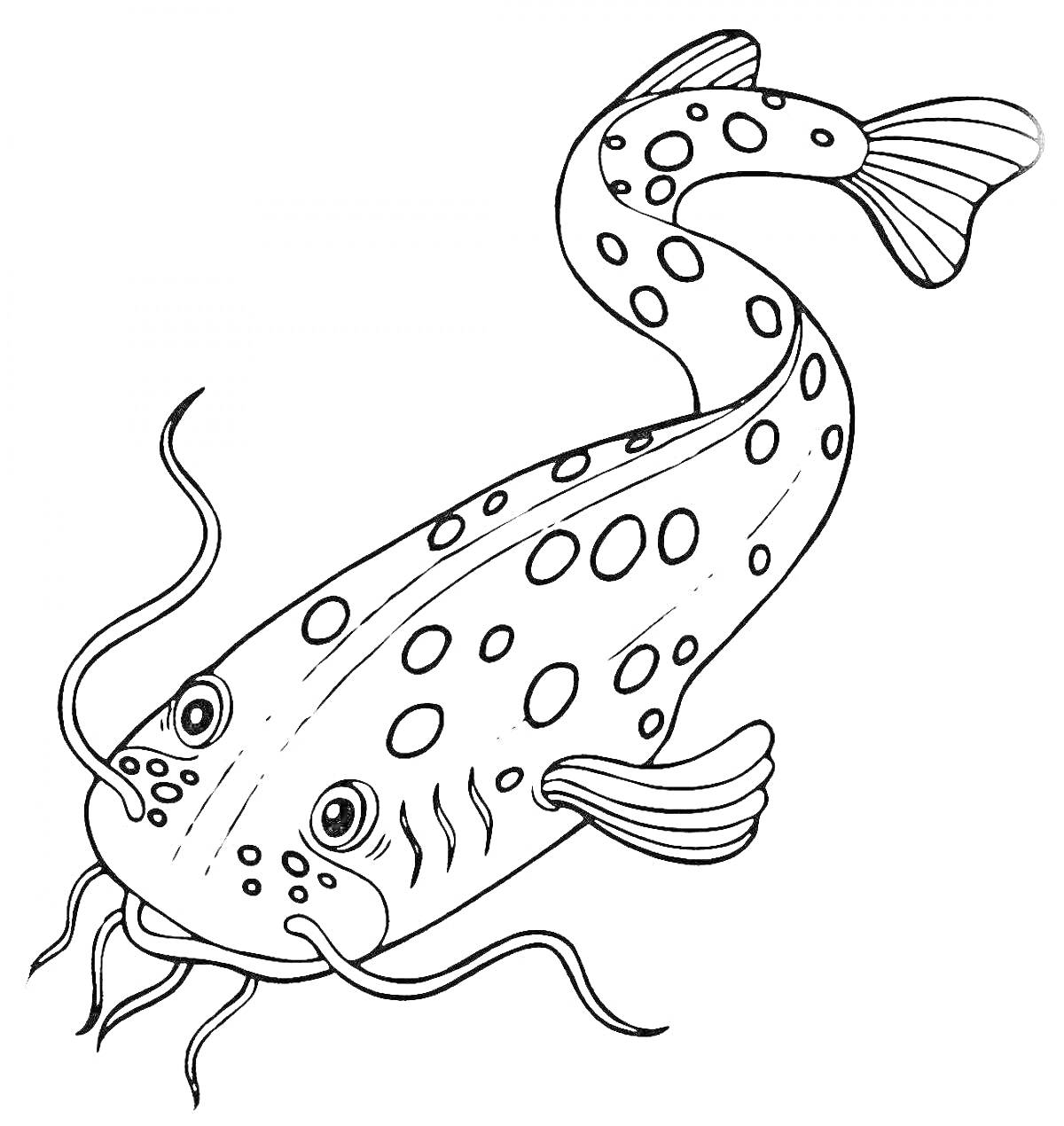 На раскраске изображено: Сом, Рыба, Пятна, Для детей, Подводный мир, Животные
