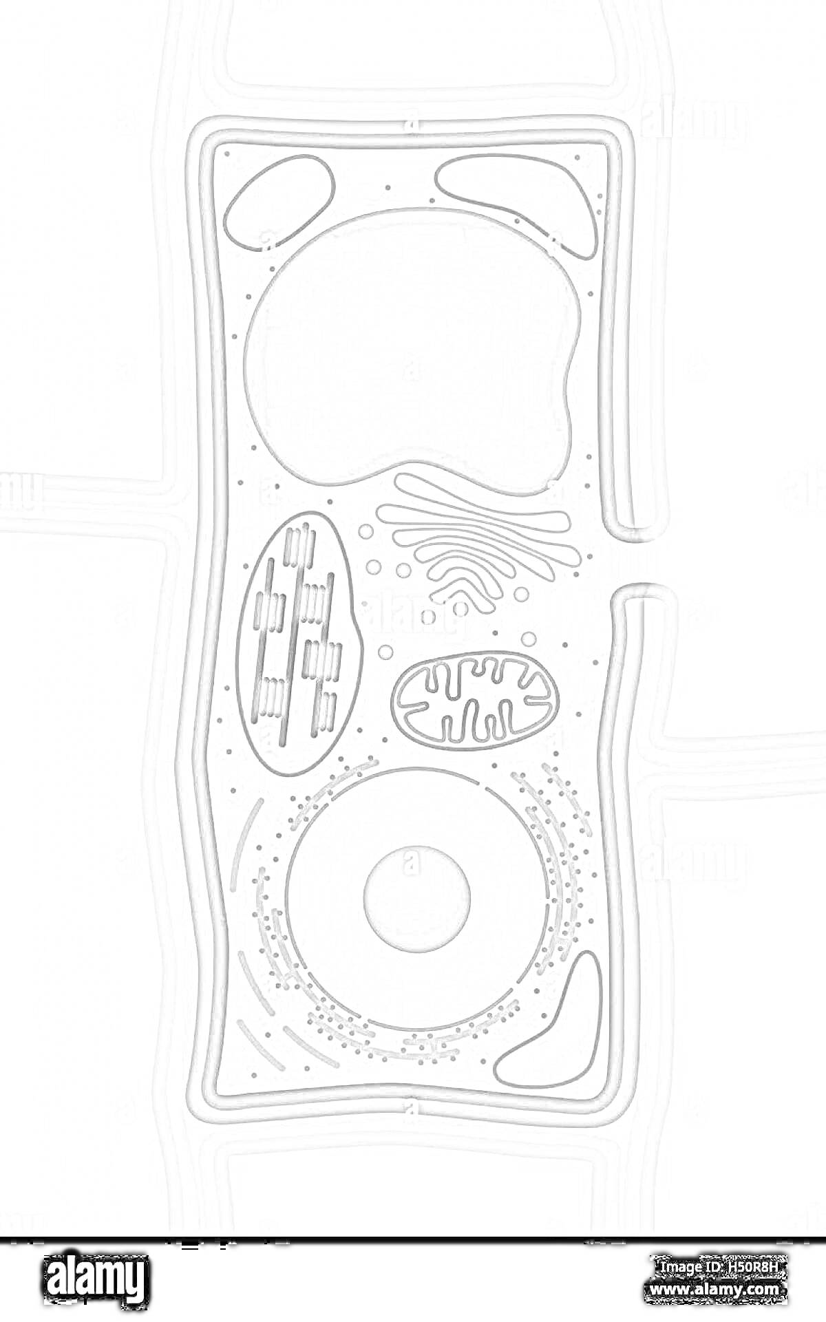 Раскраска Растительная клетка с органеллами (вакуоль, хлоропласты, аппарат Гольджи, митохондрии, ядро, эндоплазматический ретикулум, рибосомы, плазматическая мембрана, клеточная стенка)