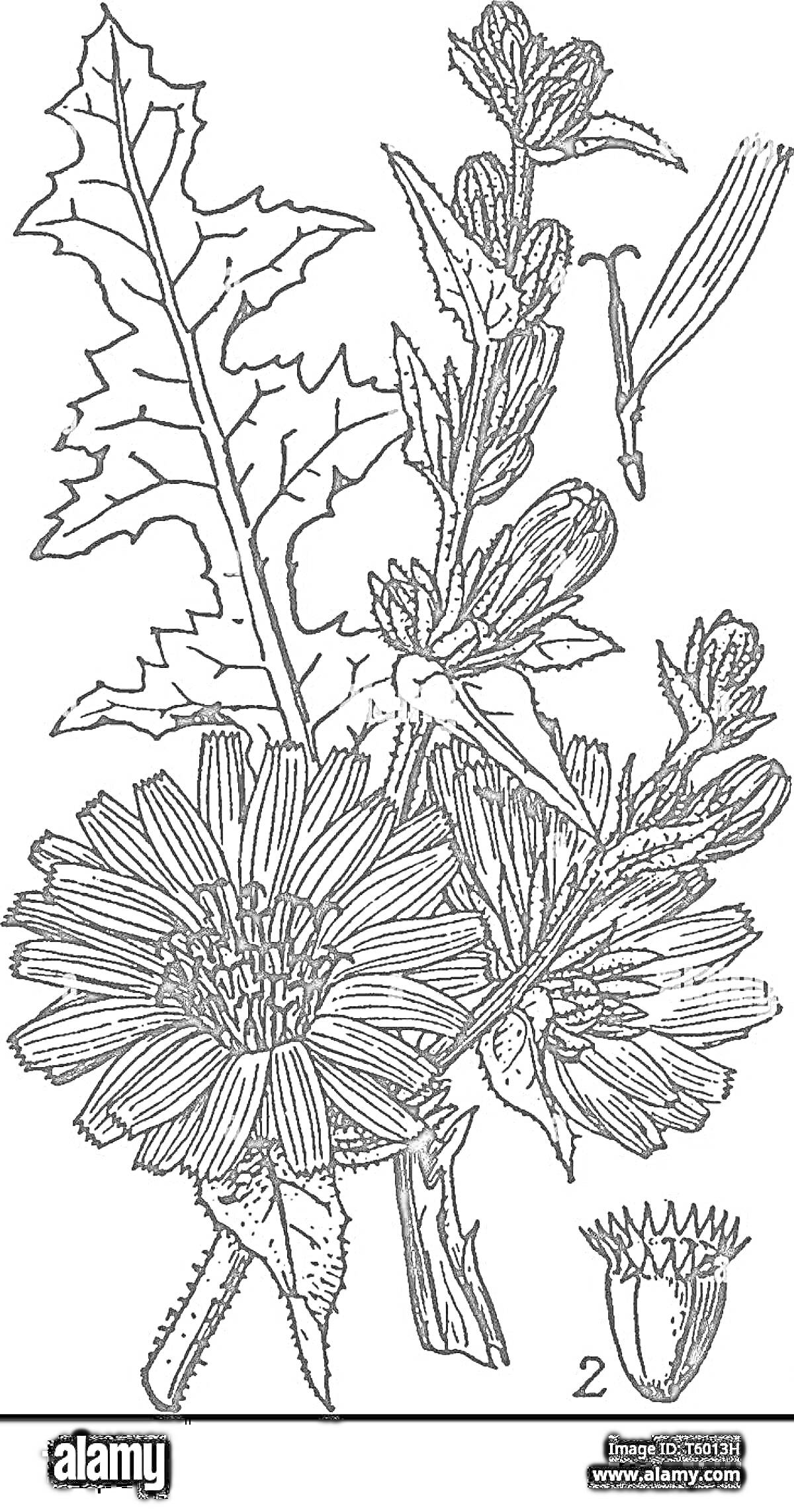 Раскраска Цветок цикория с листьями, бутоном и отдельной семенной головкой