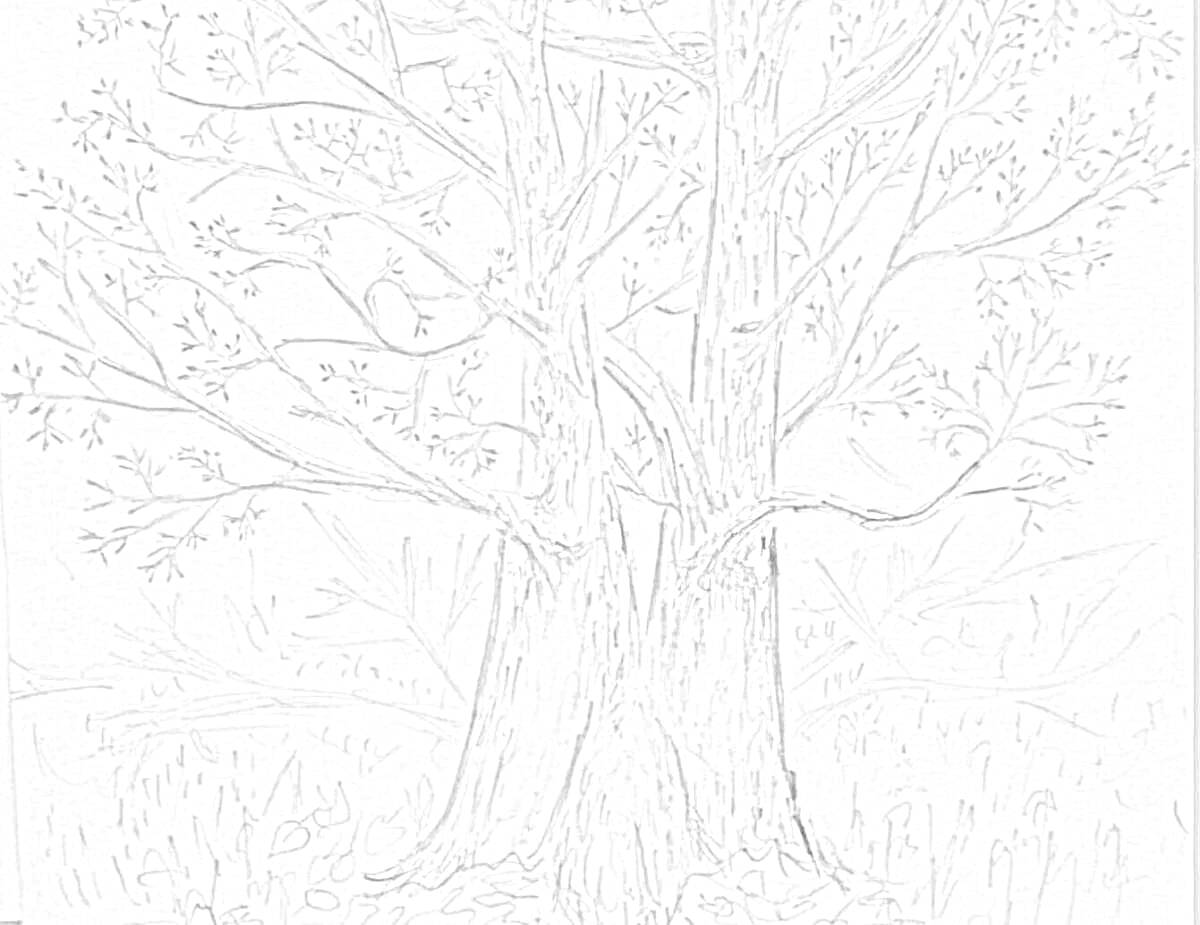 На раскраске изображено: Листья, Природа, Растительность, Трава, Кусты