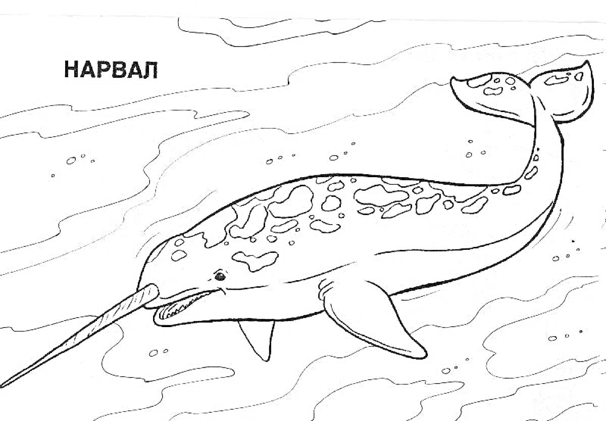 На раскраске изображено: Нарвал, Арктика, Животные, Подводный мир