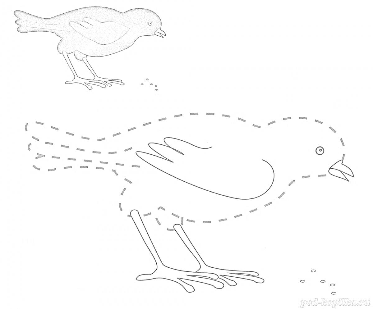 На раскраске изображено: Птенец, Птица, Крошки, Еда, Белый