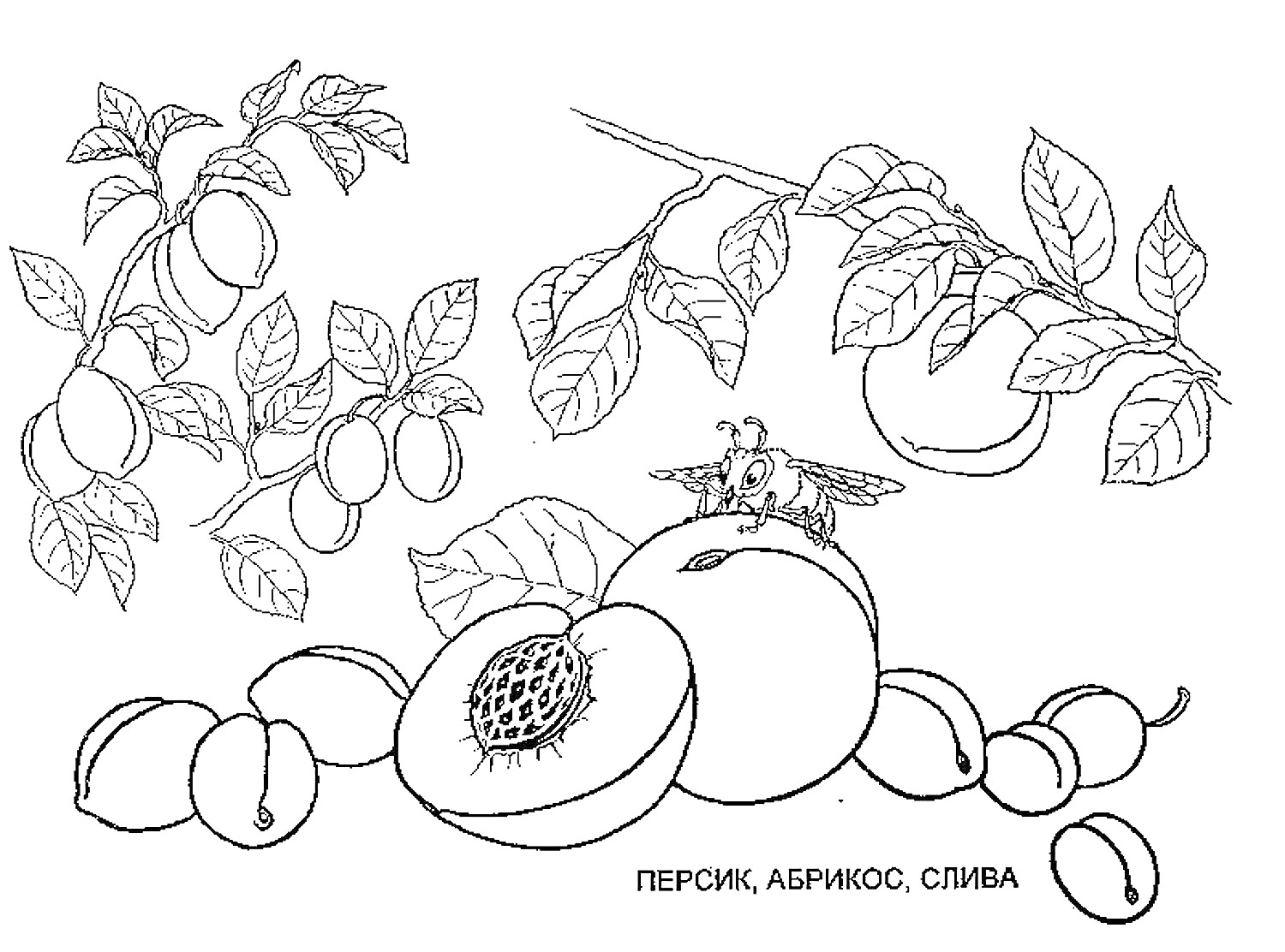 На раскраске изображено: Растения, Персик, Абрикос, Слива, Ветка, Листья, Плоды, Кости, Пчёлы