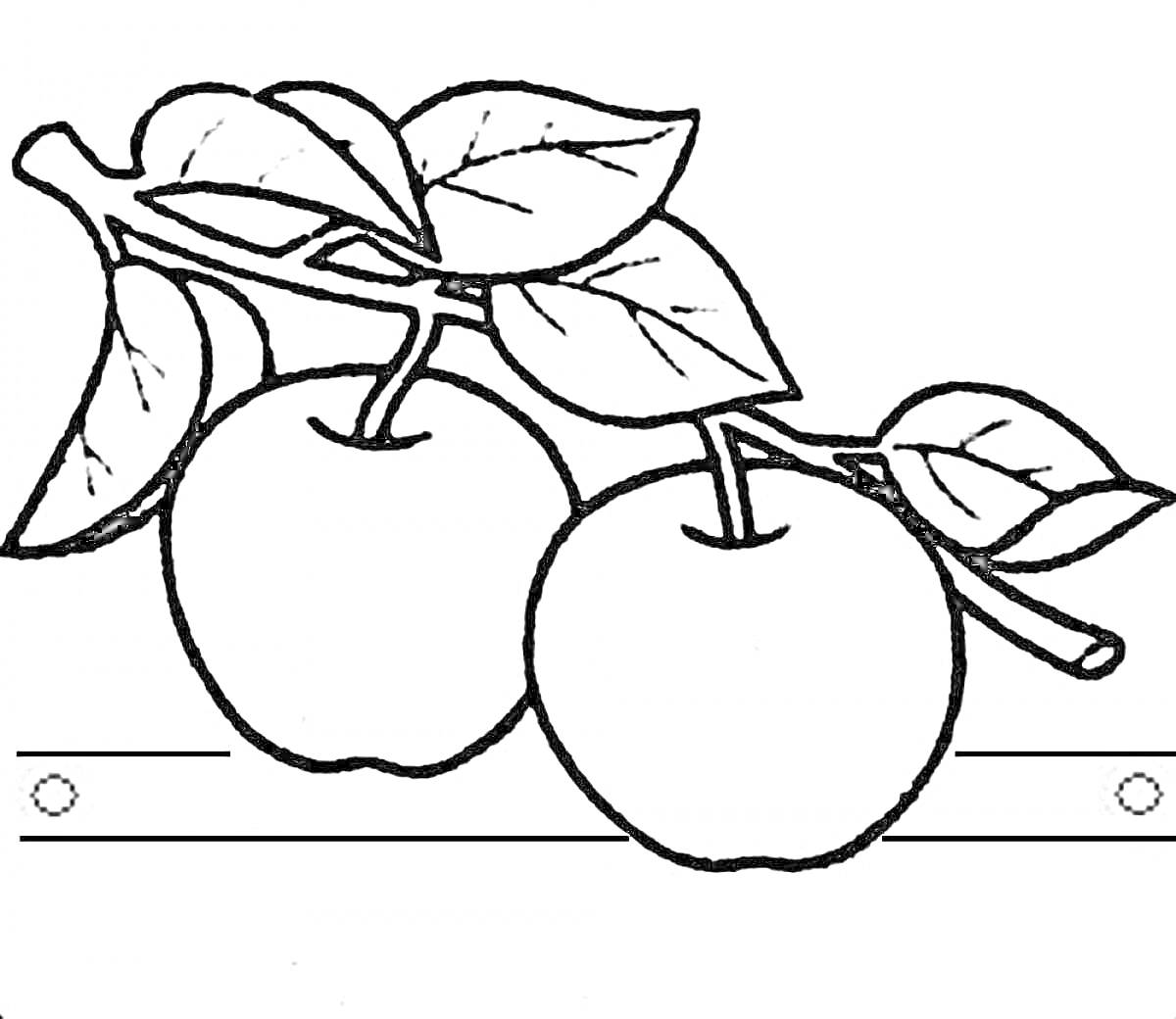 Раскраска Ветка с яблоками и листьями на линии