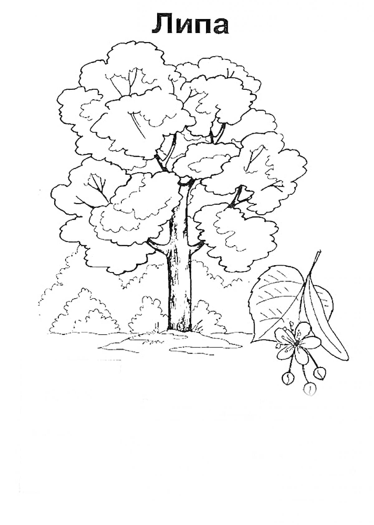 Раскраска Липа с деревом, листьями и цветком