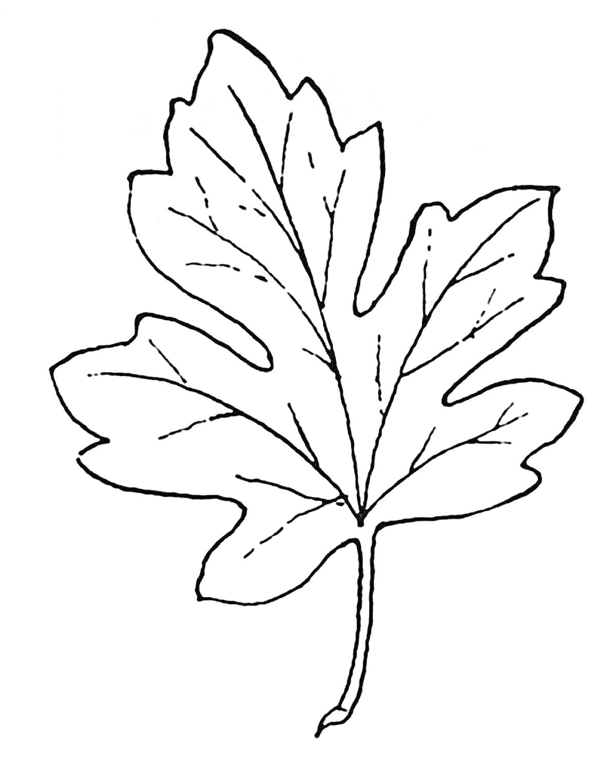 Раскраска Контур кленового листа