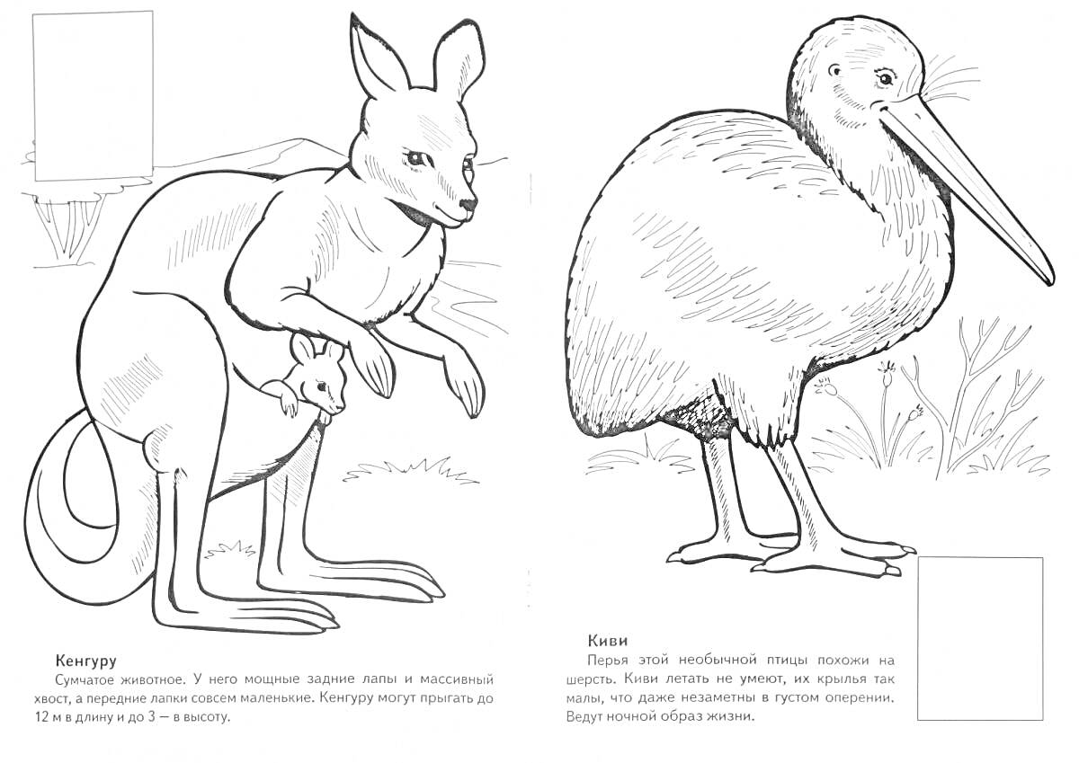 Раскраска Кенгуру и Киви