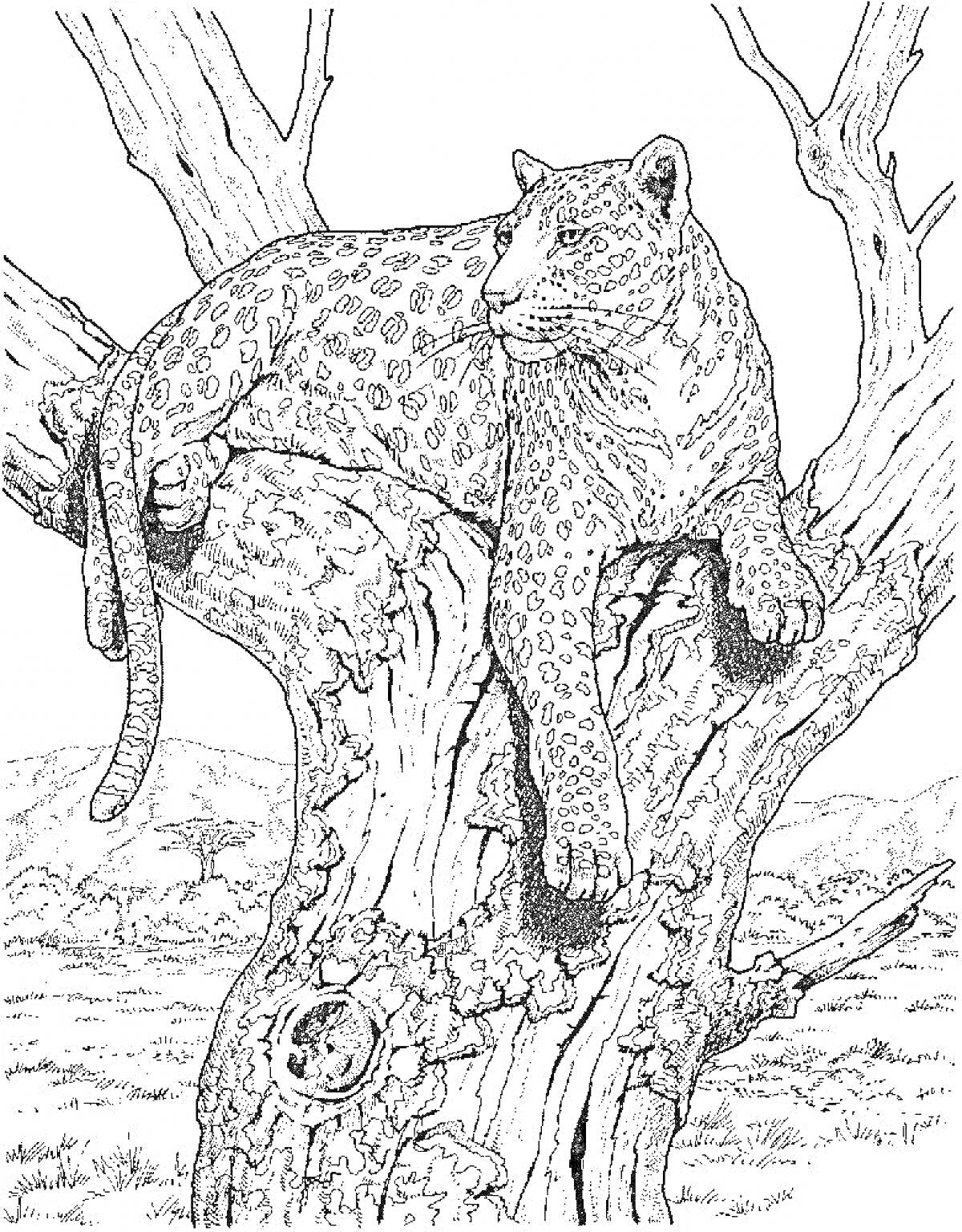 На раскраске изображено: Дикие кошки, Леопард, Саванна, Природа, Дикий мир
