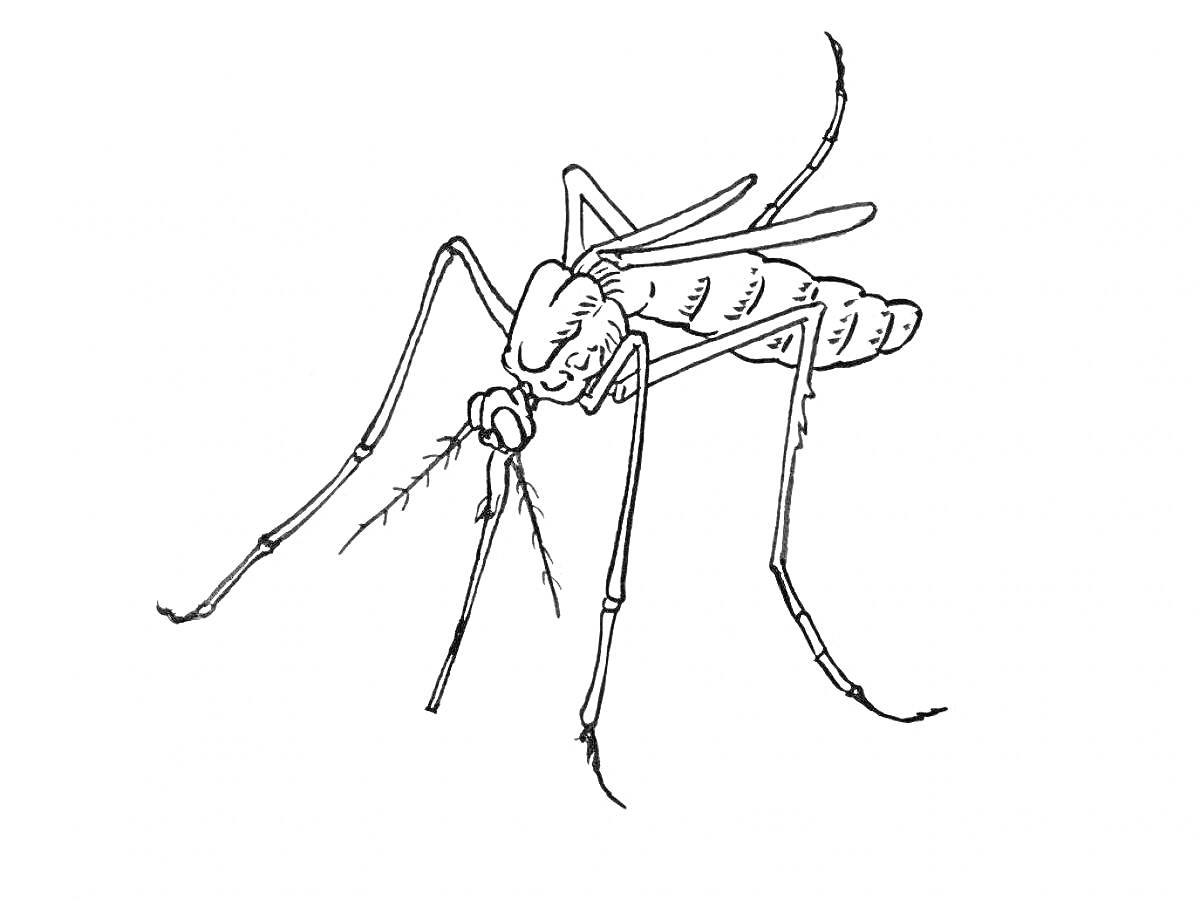 Раскраска Комар с длинными лапками и хоботком