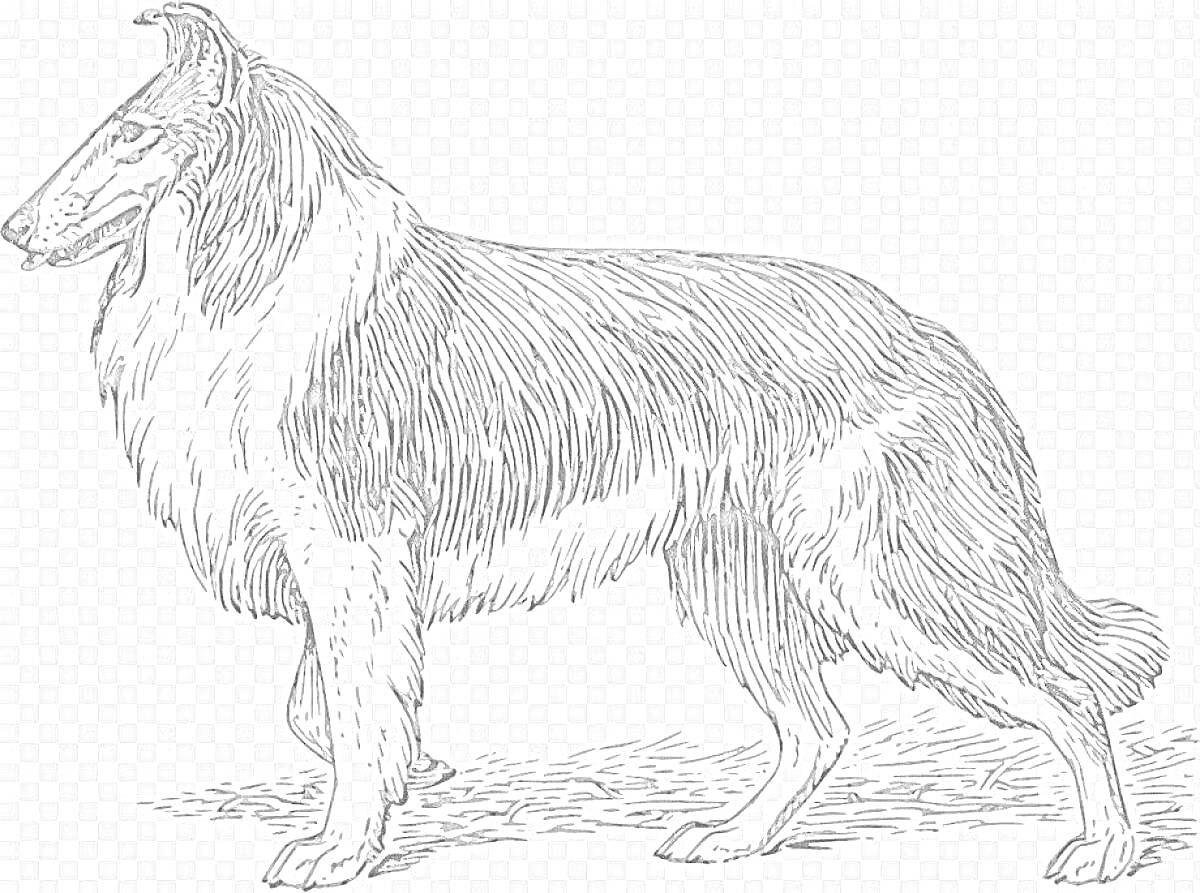 На раскраске изображено: Собака, Иллюстрация, Боковой вид, Линии, Домашние животные