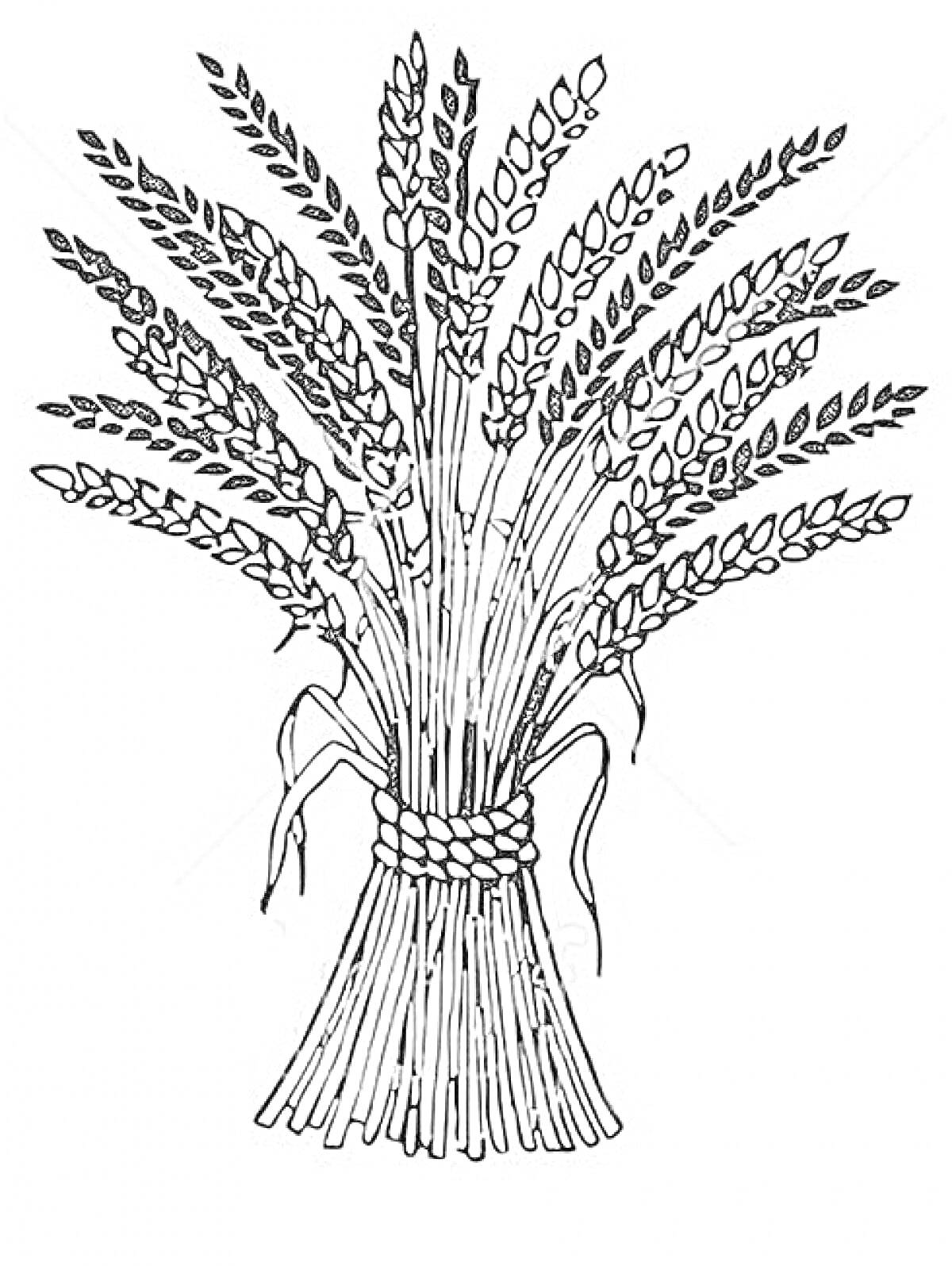 Раскраска Пучок колосьев пшеницы, перевязанных веревкой