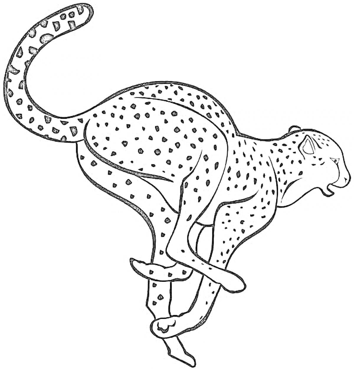Раскраска Гепард в беге с пятнами и длинным хвостом