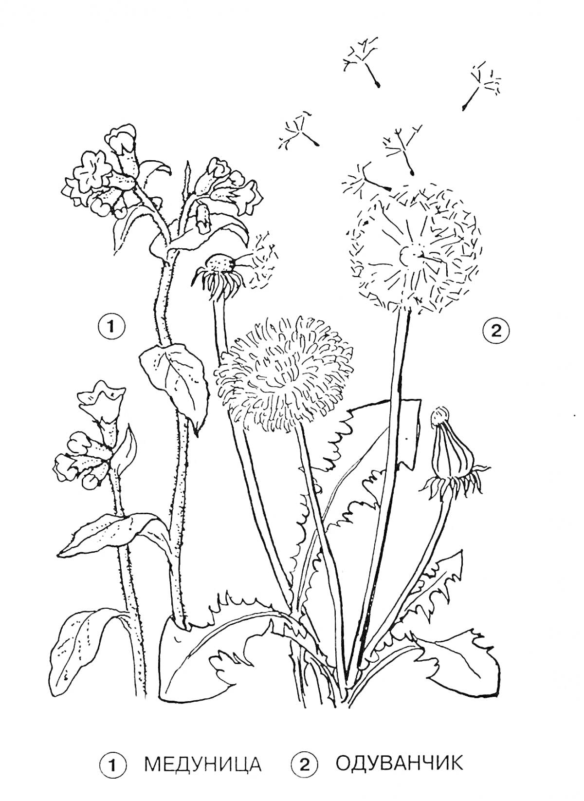 Раскраска Медуница и одуванчик с цветами и семенами