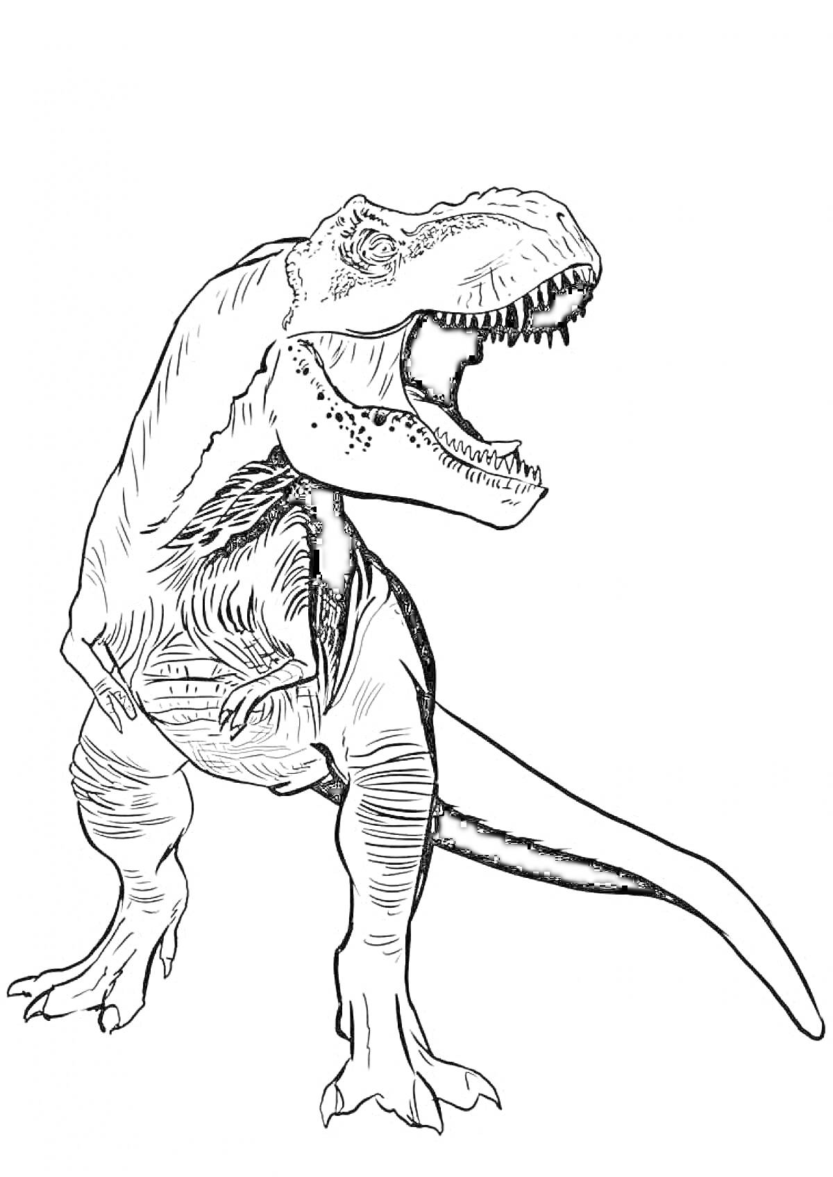 Раскраска Тираннозавр Рекс стоящий на задних лапах с открытой пастью