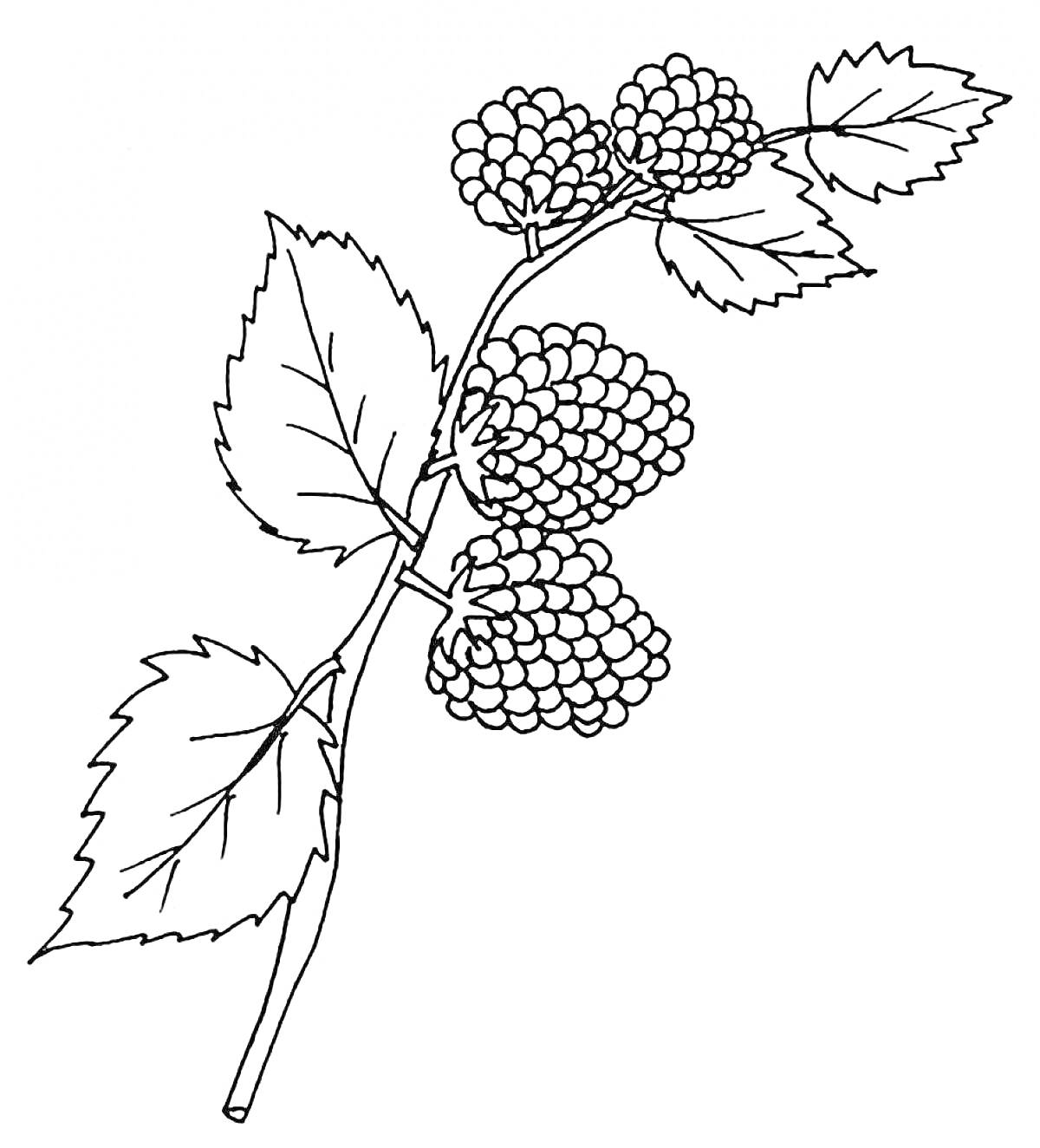 На раскраске изображено: Ежевика, Ягоды, Листья, Природа, Растения, Ветка
