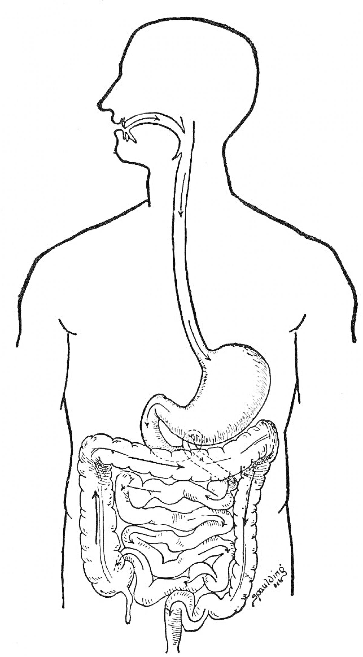 Раскраска Пищеварительная система человека (голова, пищевод, желудок, тонкий кишечник, толстый кишечник)