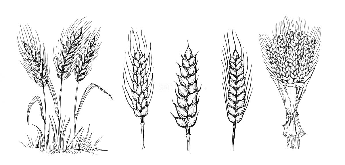 Раскраска Рисунки колосьев пшеницы, отдельно и в пучке