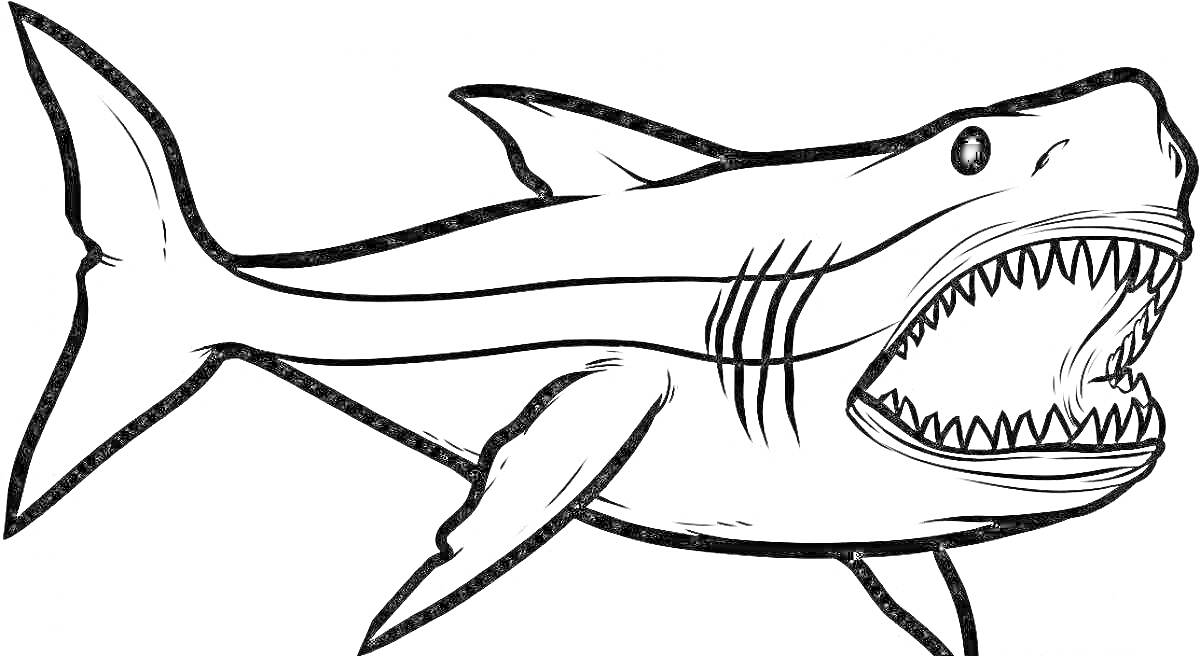Раскраска Акула мегалодон с открытой пастью и плавниками