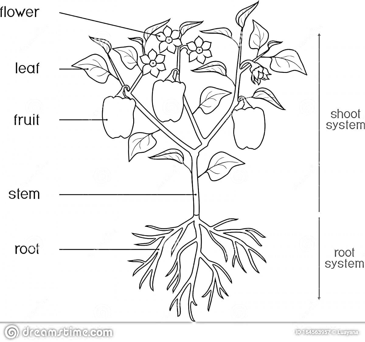 Раскраска Растение с указанием частей (цветок, лист, плод, стебель, корень, система побегов, корневая система)