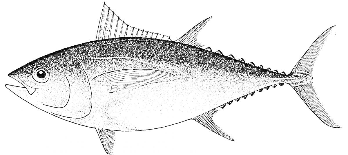 Тунец с плавниками и хвостом