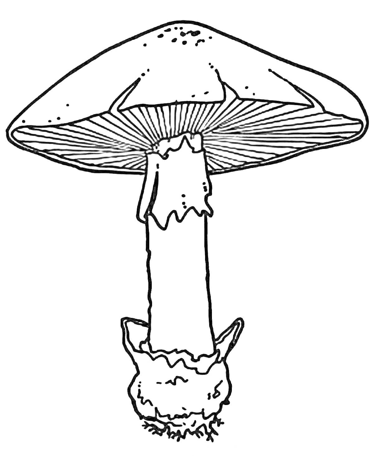 Раскраска Мухомор поганковидный с шляпкой, пластинками и ножкой