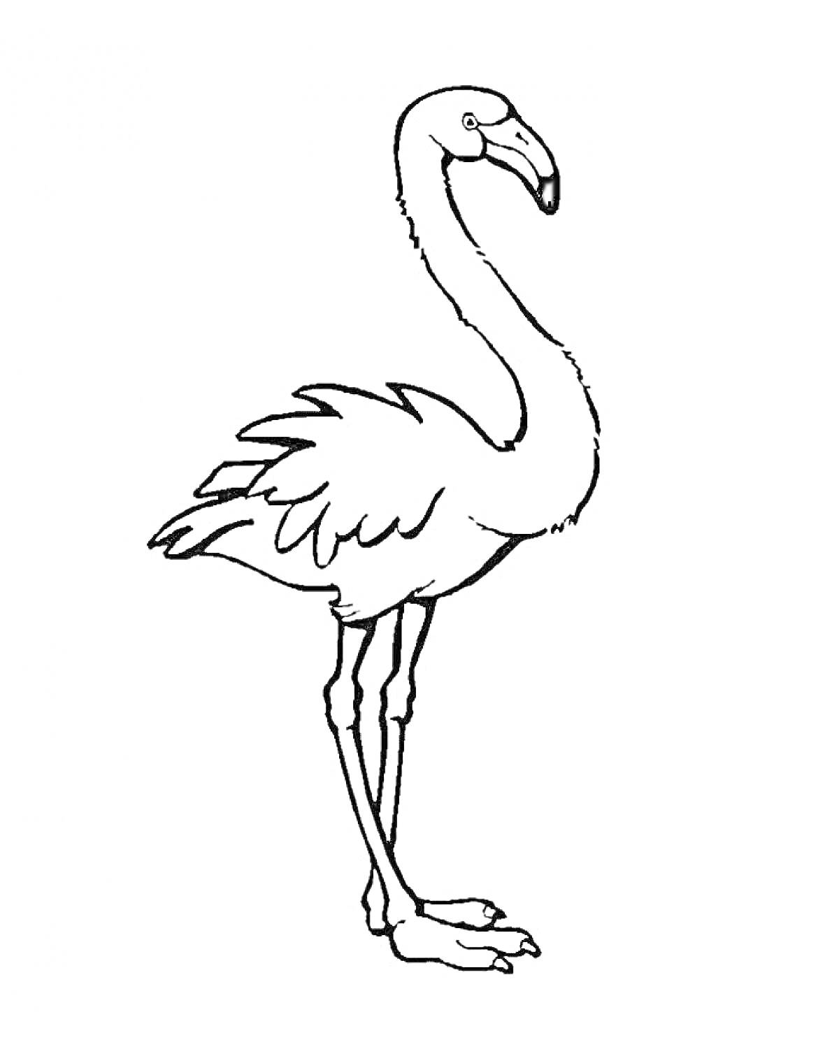 Раскраска Фламинго стоящий на лапах