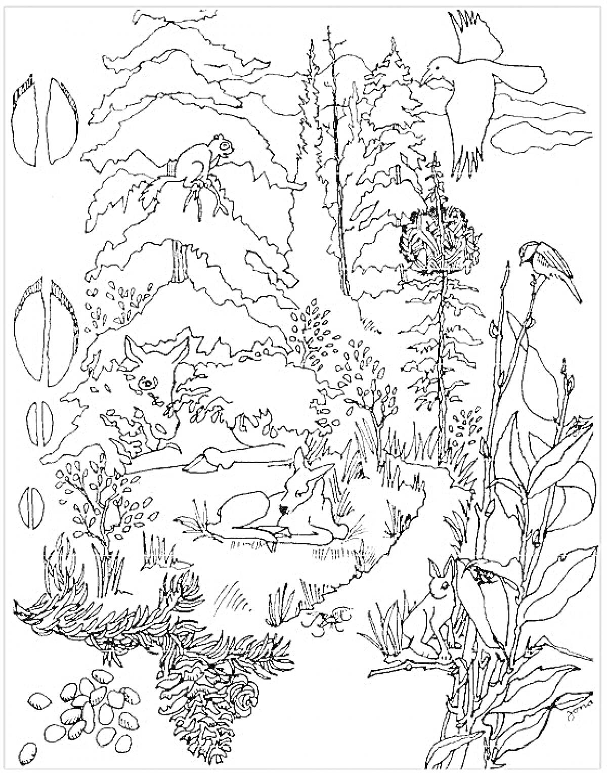 Раскраска Лес с животными и растениями, ель, олень, заяц, птицы, гнездо, сосновые шишки