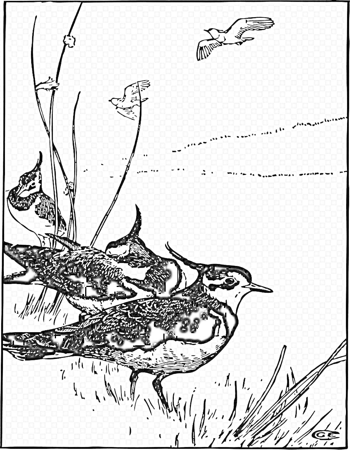 РаскраскаЧибисы у воды с тростником и летающими птицами