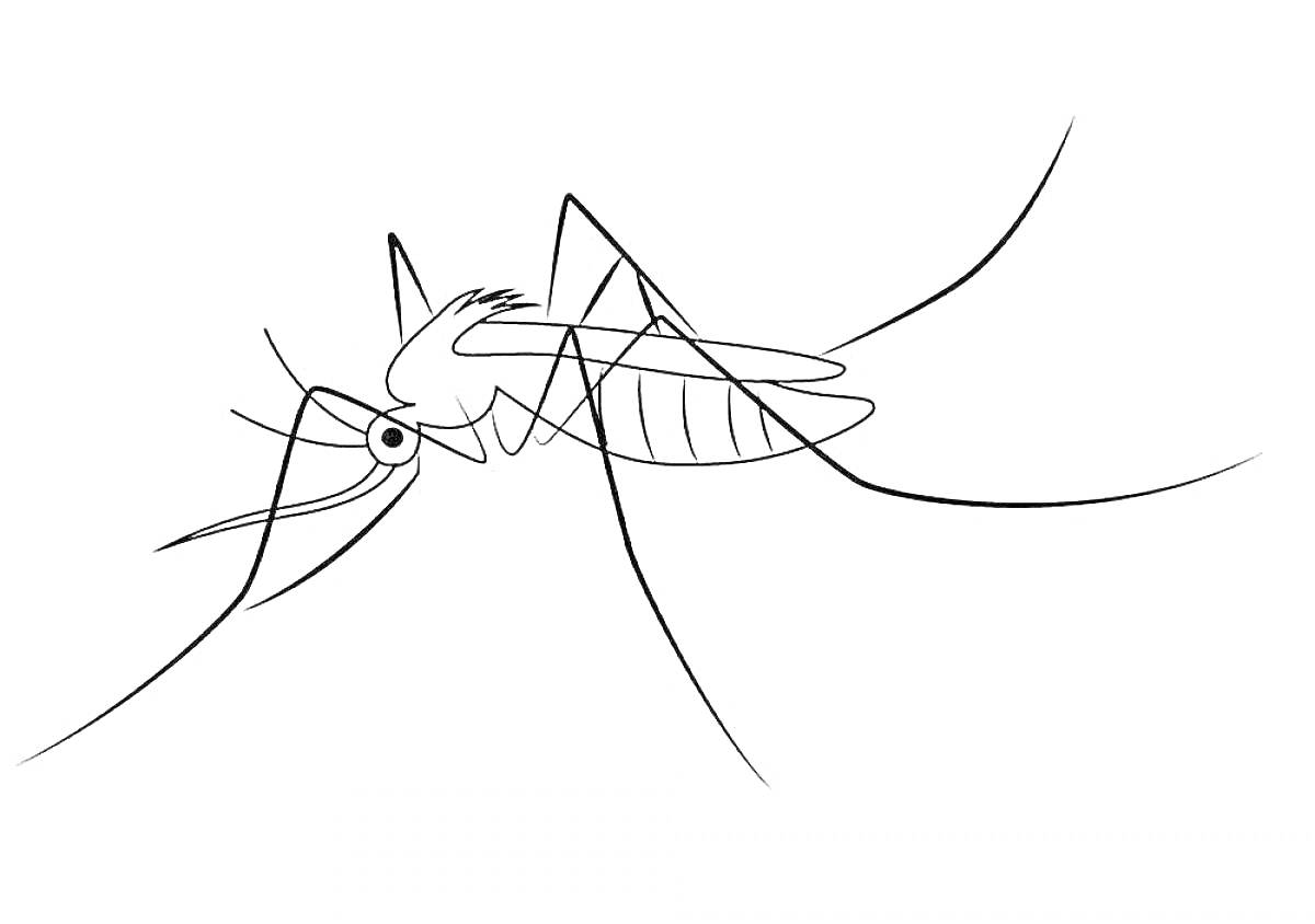 Раскраска Комар с антеннами, крыльями и лапками
