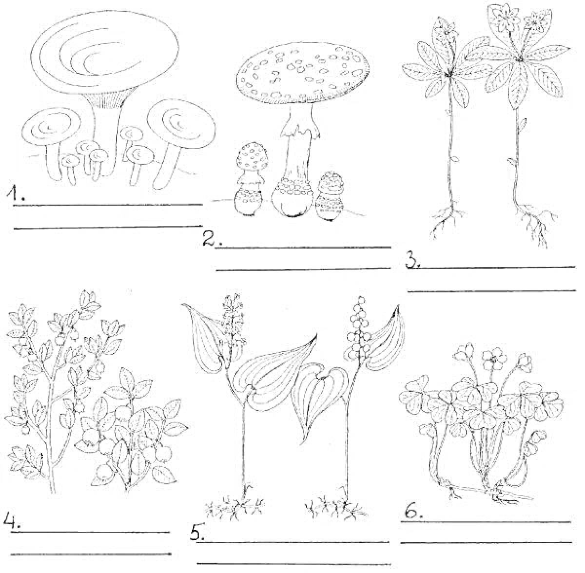 Раскраска Раcкраска дикорастущие и культурные растения: грибы, мухоморы, цветы с корнями, цветущий кустарник, ландыши, цветы с бутонами