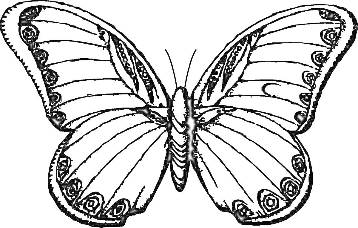 Раскраска бабочка с узорчатыми крыльями