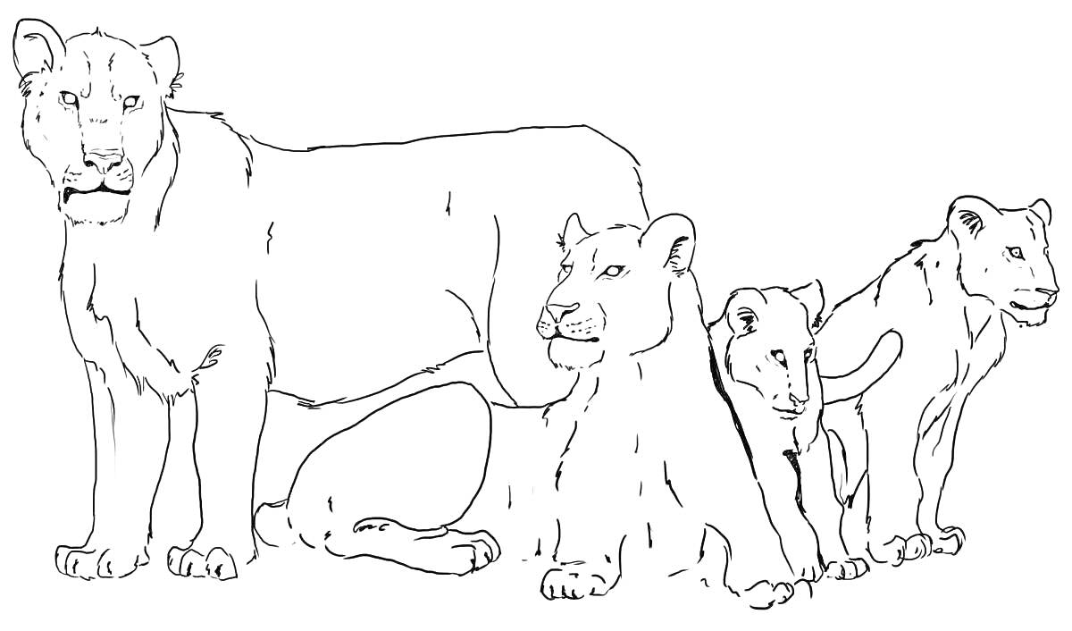 На раскраске изображено: Львы, Семья, Животные, Дикие кошки, Природа